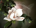 Magnolia Angel Photograph @ Palanca Gifts